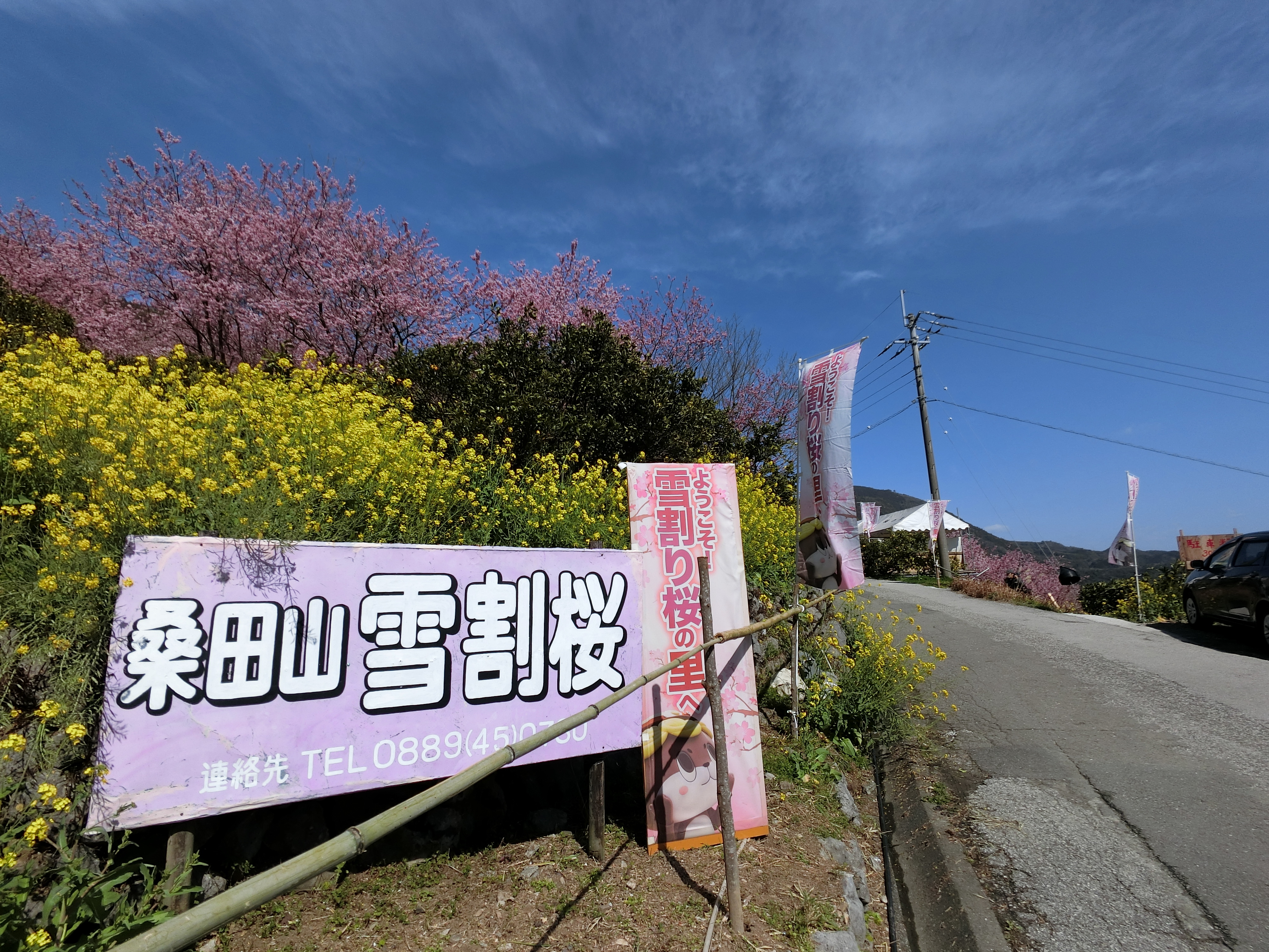 山間にひとあし早い春 桑田山の雪割桜 ガタリ夜話